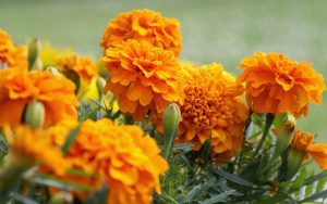 From gardens to fields: the versatile role of Marigolds