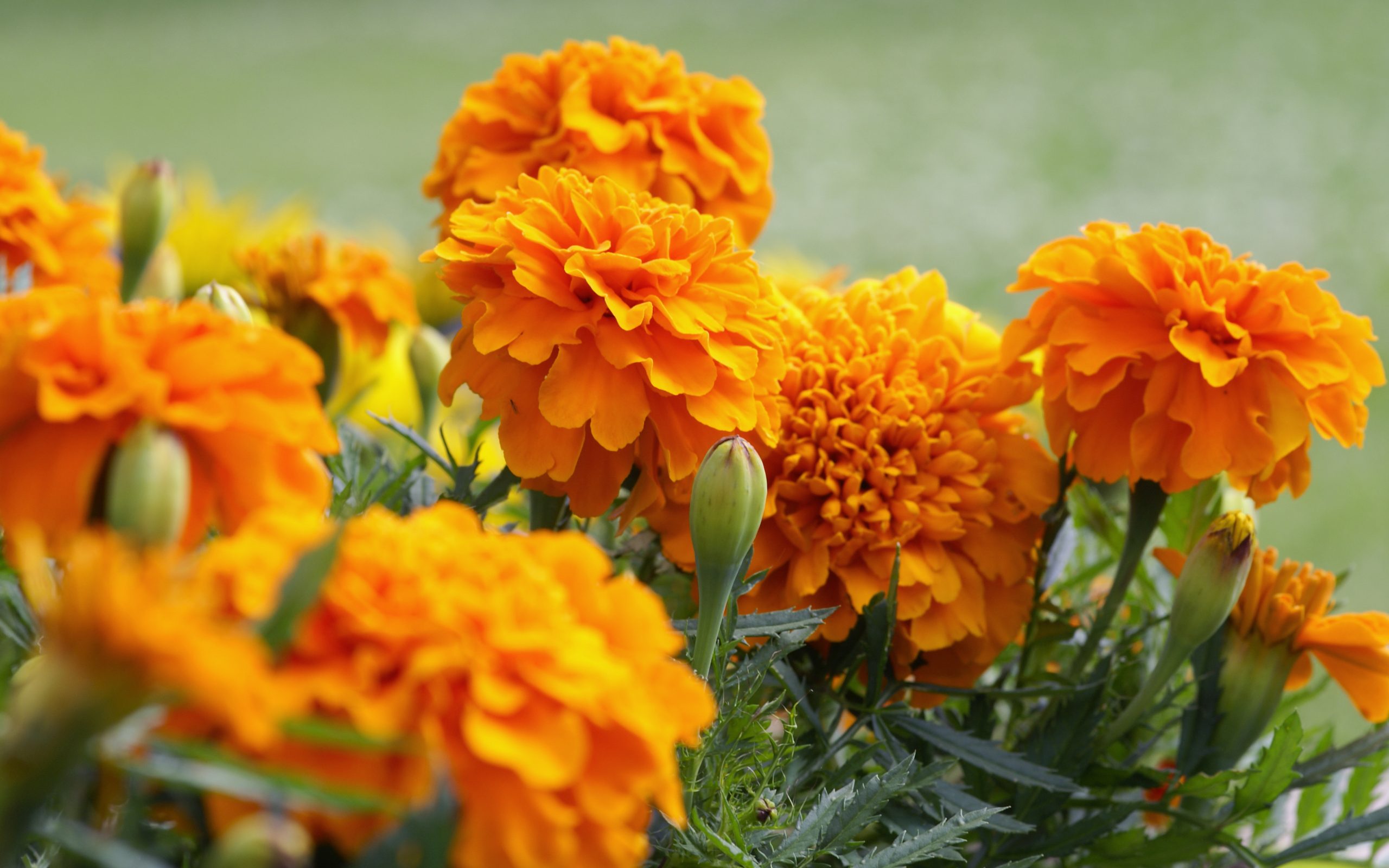 From gardens to fields: the versatile role of Marigolds