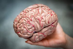 Scientists explore where consciousness arises in the brain