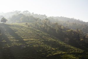 India among few countries to record rise in forest cover: SBI report