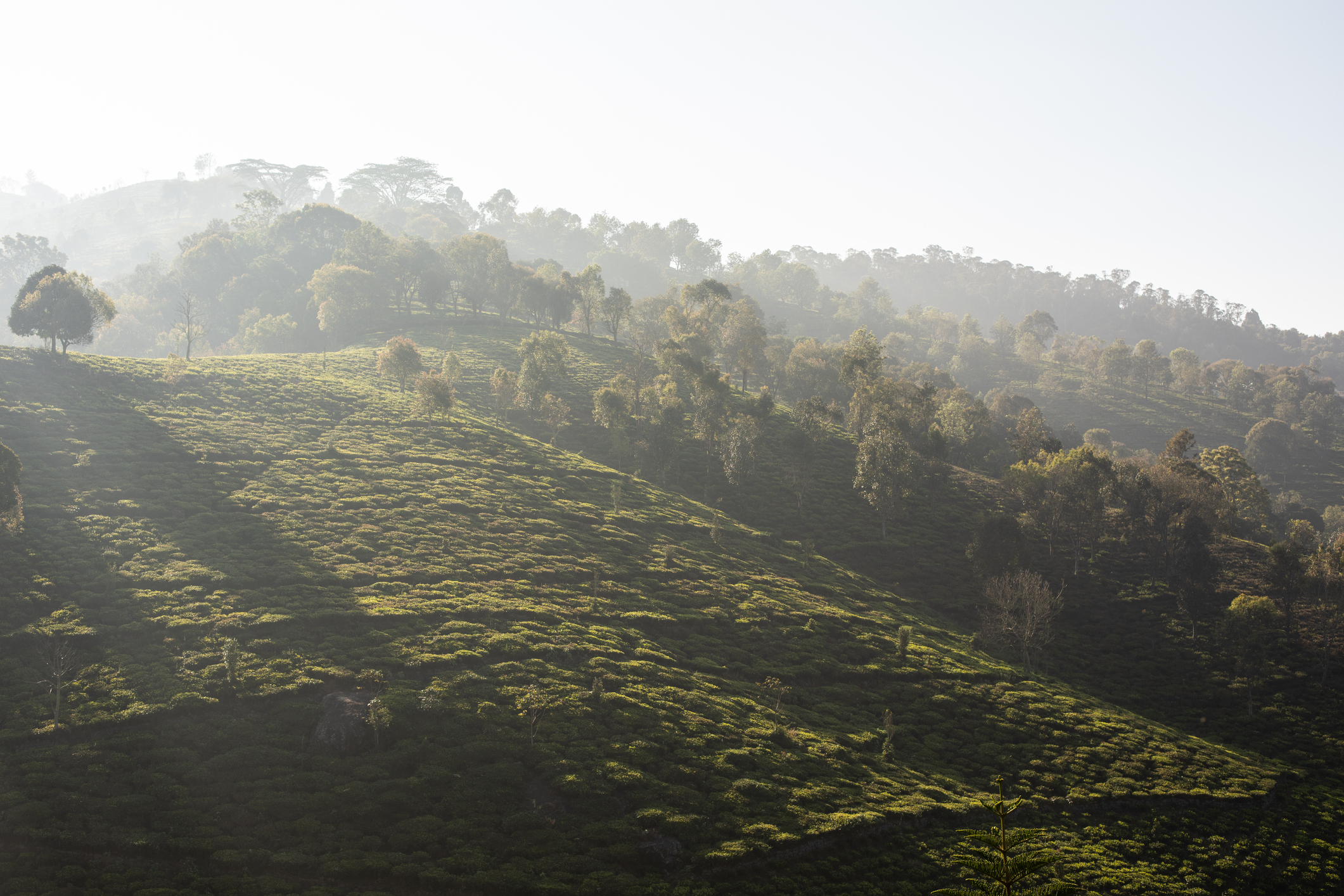 India among few countries to record rise in forest cover: SBI report