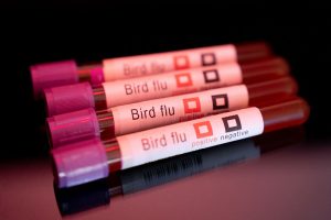 Brazil confirms first outbreak of avian influenza on commercial farm