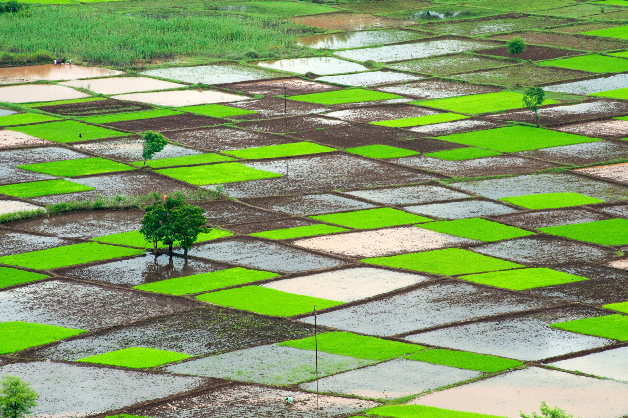 Above-normal monsoon to boost farm output, ease inflation: report