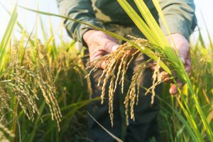 MSP for paddy, pulses, oilseeds raised ahead of Kharif season