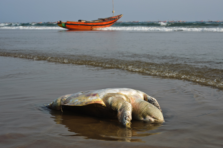 Record 6.98 lakh Olive Ridley turtles protected by Indian Coast Guard’s ‘Operation Olivia’
