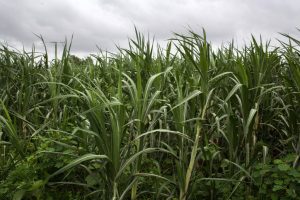 Kharif crop sowing shows strong start in 2025: Agriculture Ministry Report
