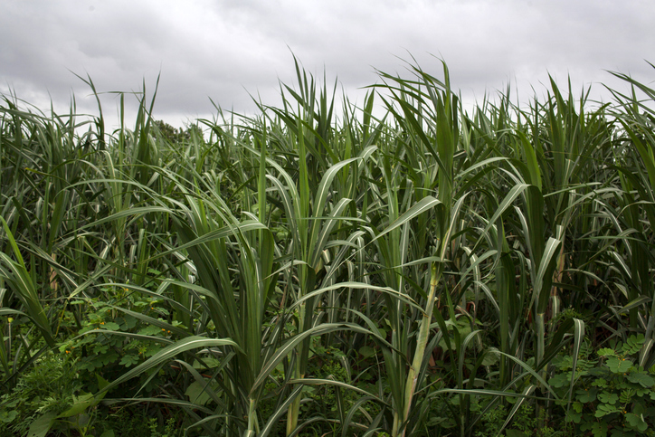 Kharif crop sowing shows strong start in 2025: Agriculture Ministry Report