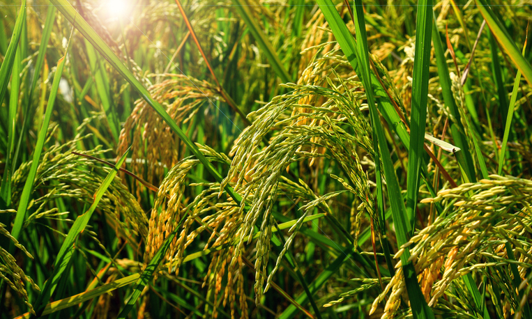 Kharif sowing rises to 89.29 lakh hectares in 2025, up by 1.48 lakh hectares from 2024