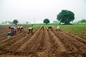 From innovation to inclusion: Empowering rural India through agriculture