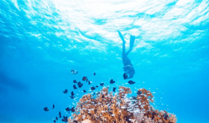France, Brazil launch initiative to scale up ocean-focused climate action