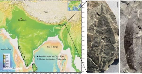 24-million-year-old fossil leaves unearthed in Assam reveal ancient climate shifts