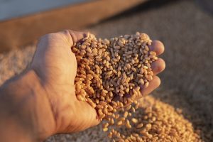India implements World’s largest grain storage plan in cooperative sector