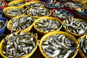 National Fish Farmers Day 2025 to be celebrated in Bhubaneswar with launch of key fisheries initiatives