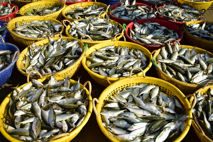National Fish Farmers Day 2025 to be celebrated in Bhubaneswar with launch of key fisheries initiatives