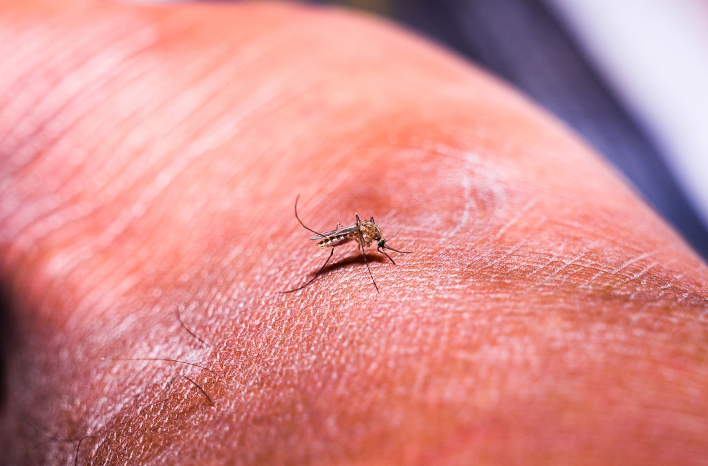 ICMR developing indigenous two-stage malaria vaccine, AdFalciVax