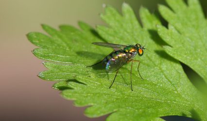 Israeli research finds that when plants talk, insects listen