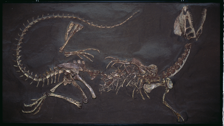 Arizona fossils reveal an ecosystem in flux early in the age of dinosaurs