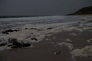 Toxic algae bloom off South Australia devastates marine life, tourism