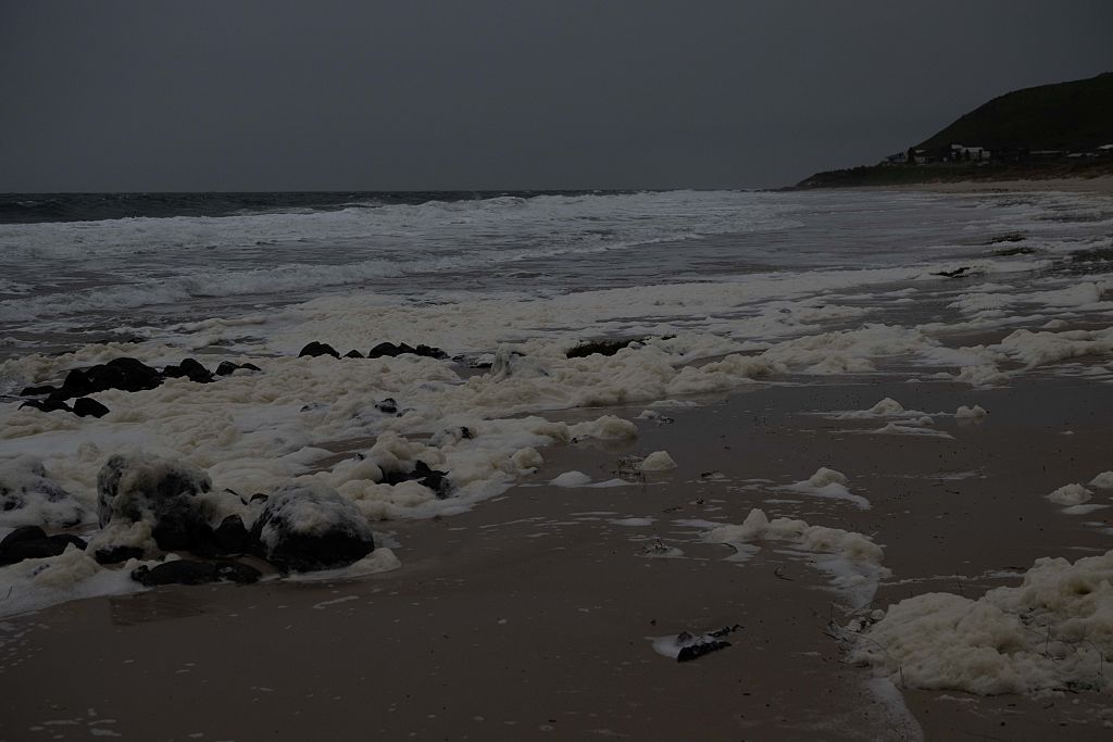 Toxic algae bloom off South Australia devastates marine life, tourism