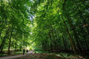 EU climate goals at risk as ailing forests absorb less CO2, scientists say