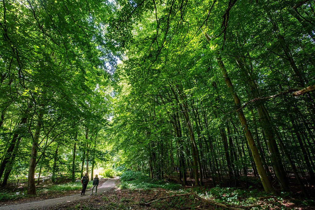 EU climate goals at risk as ailing forests absorb less CO2, scientists say