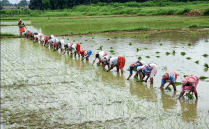 Monsoon remains central to India's economy, culture, climate resilience