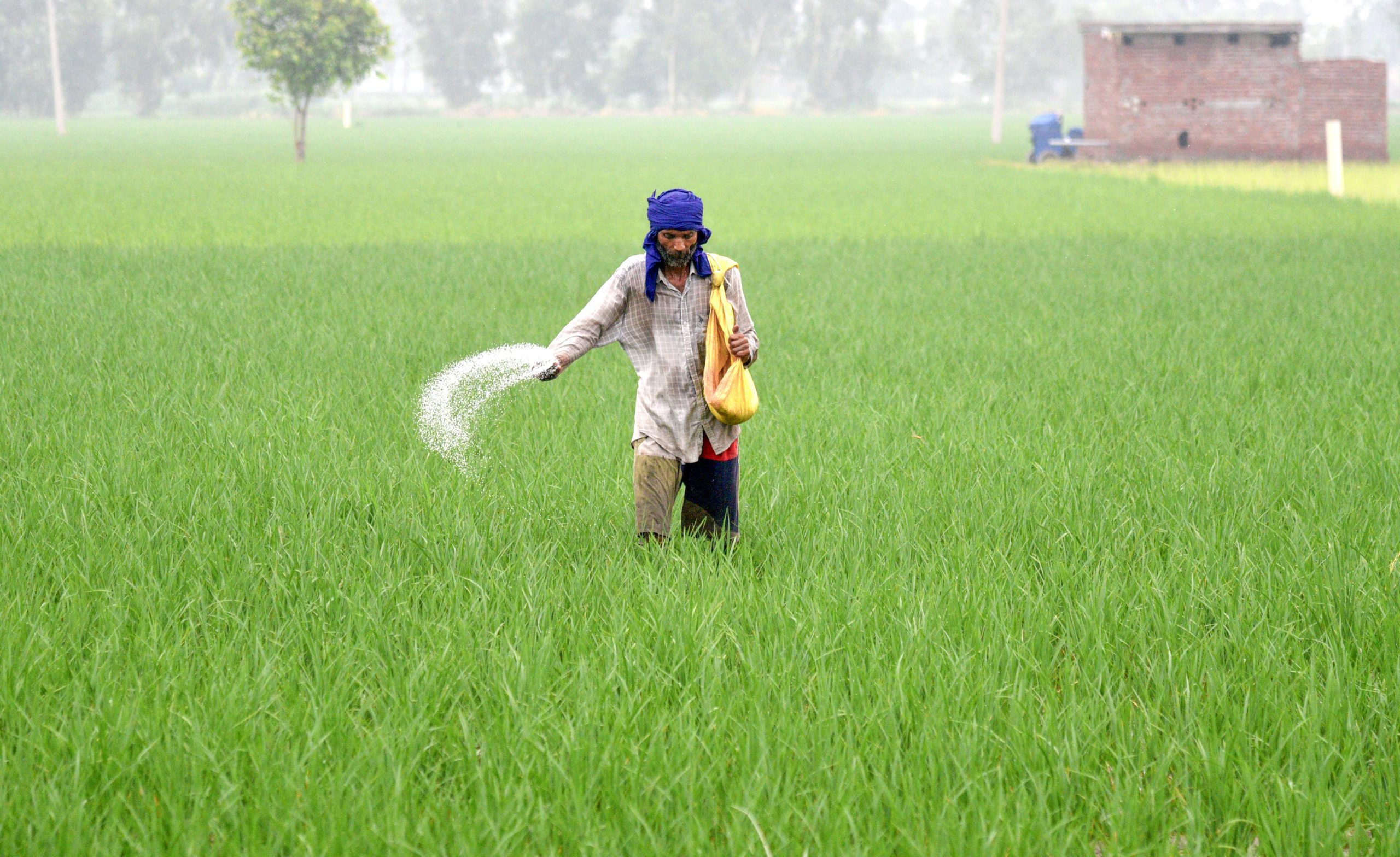 Kharif crop sown area in India rises to 995.6 lakh hectares amid good monsoon