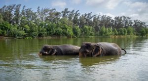 Supreme Court forms SIT to probe allegations against Vantara wildlife centre