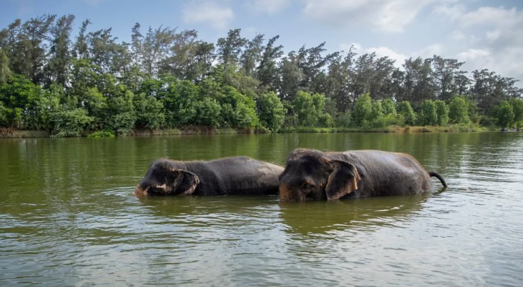 Supreme Court forms SIT to probe allegations against Vantara wildlife centre