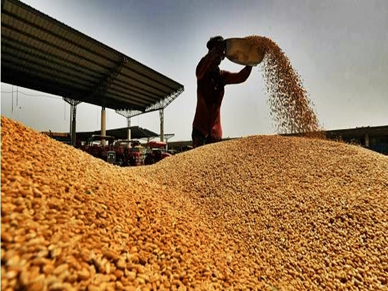Centre revises wheat stock limits to check hoarding, ensure availability till March 2026