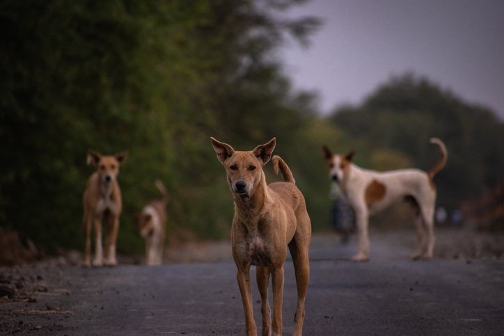 CJI to review conflicting Supreme Court orders on community dogs