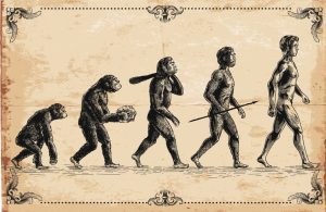 Two evolutionary changes underpinning human bipedalism are discovered