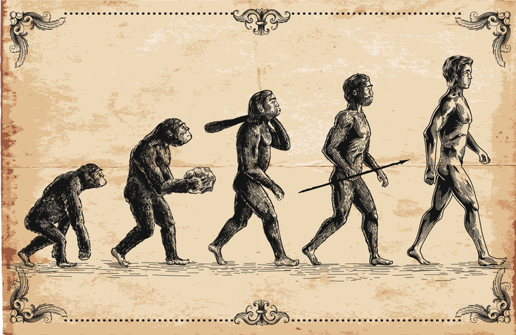 Two evolutionary changes underpinning human bipedalism are discovered
