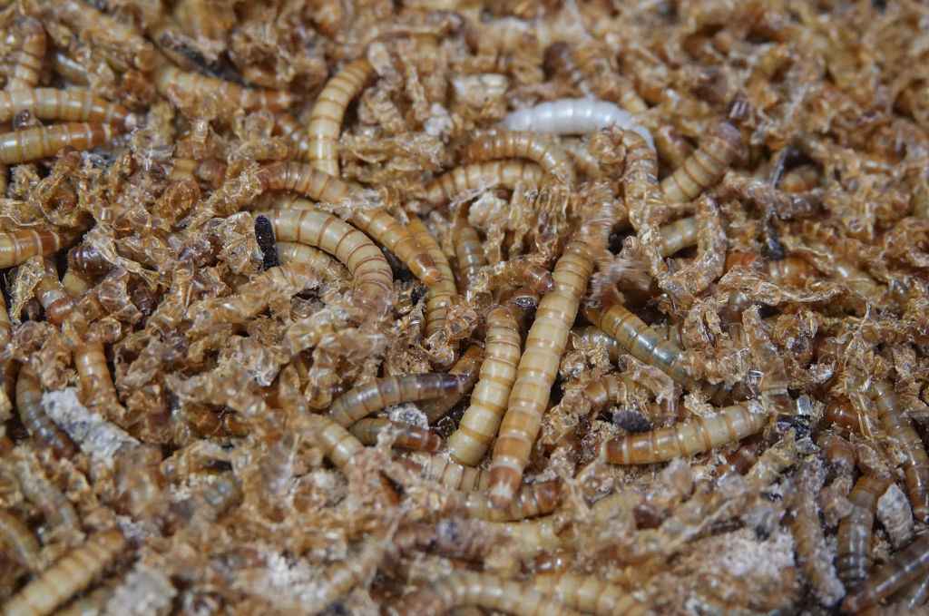 Serbian scientists experiment with mealworms to degrade polystyrene