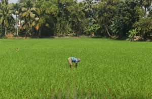 National Mission on Natural Farming brings sustainable shift in agri sector