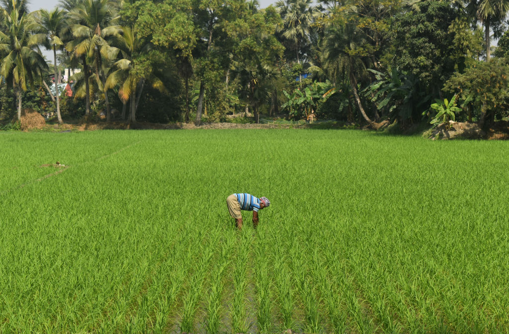 National Mission on Natural Farming brings sustainable shift in agri sector