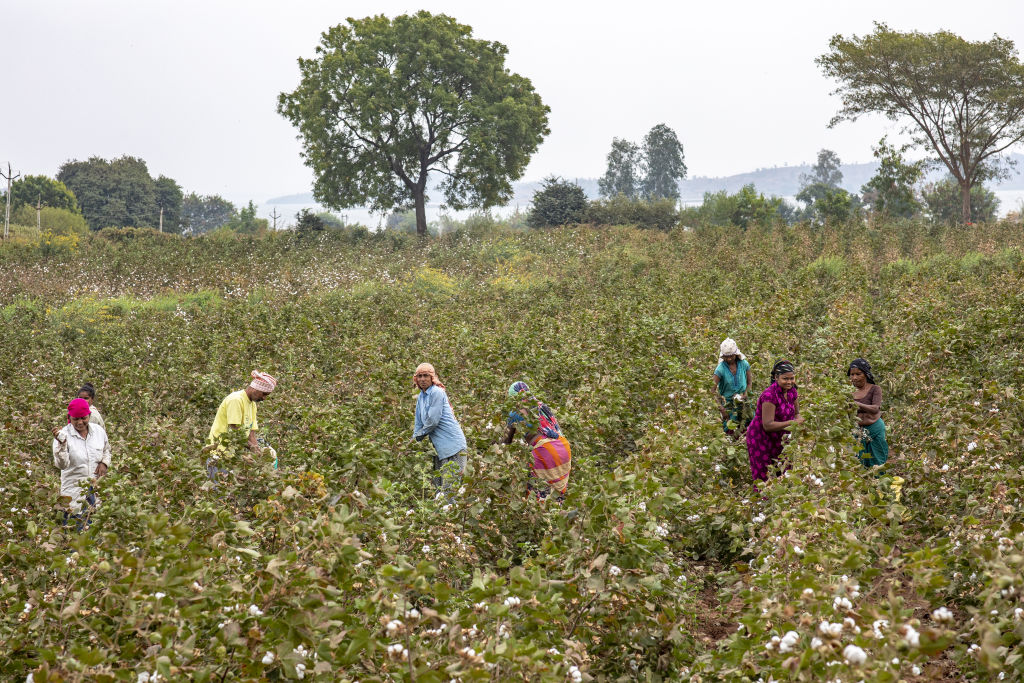 Govt extends import duty exemption on cotton till Dec 31