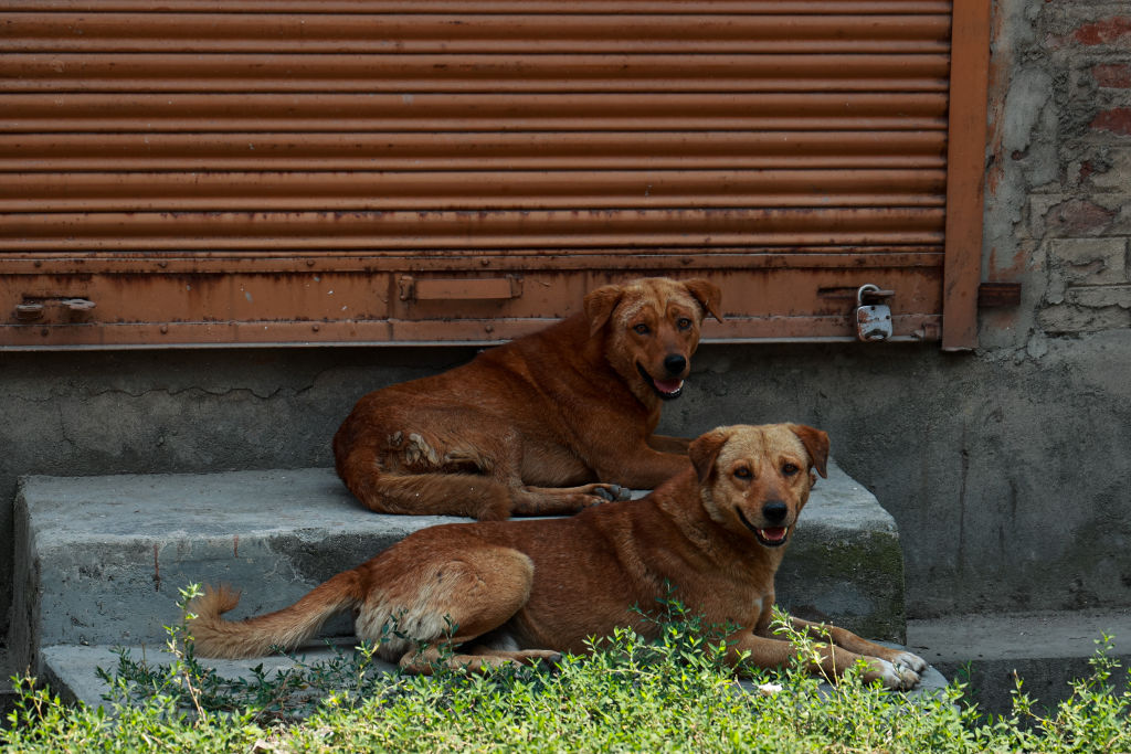 Rajasthan becomes first state to implement Supreme Court order on stray dogs