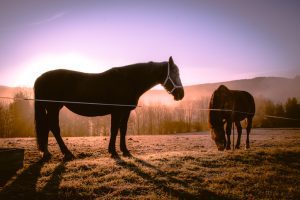 World's first gene-edited horses are shaking up the genteel sport of polo