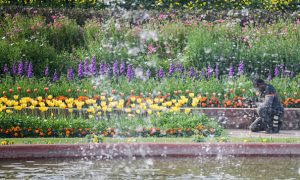 Amrit Udyan’s summer annuals to open for public from August 16 to September 14
