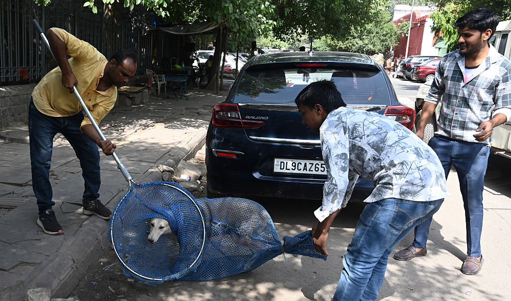 SC modifies stray dog order, allows return after sterilisation and vaccination