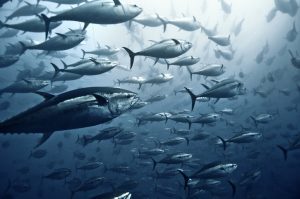 Marine fish production rises to 44.95 lakh tonnes; govt pushes climate-resilient strategies