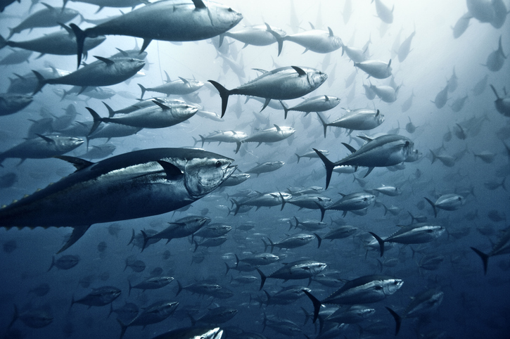 Marine fish production rises to 44.95 lakh tonnes; govt pushes climate-resilient strategies