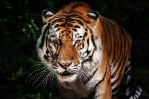Govt grants UN-style privileges, immunities to International Big Cat Alliance