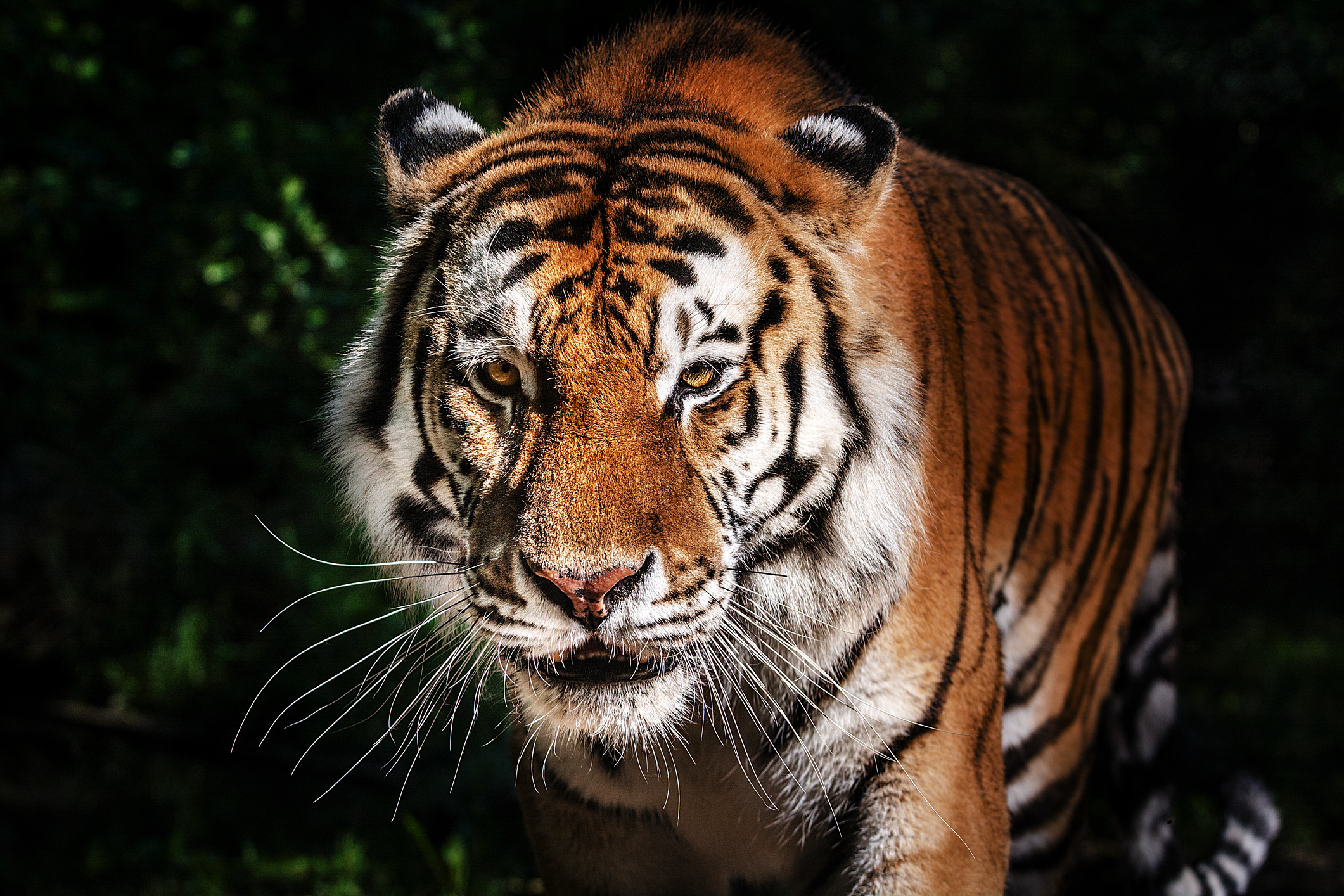 Govt grants UN-style privileges, immunities to International Big Cat Alliance