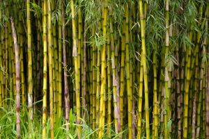 National Bamboo Mission strengthens green economy, boosts rural livelihoods
