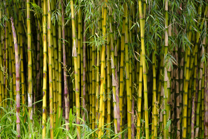 National Bamboo Mission strengthens green economy, boosts rural livelihoods