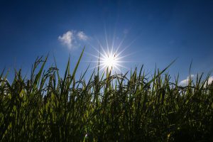 Japan sets record temperatures, worries mount over rice crops