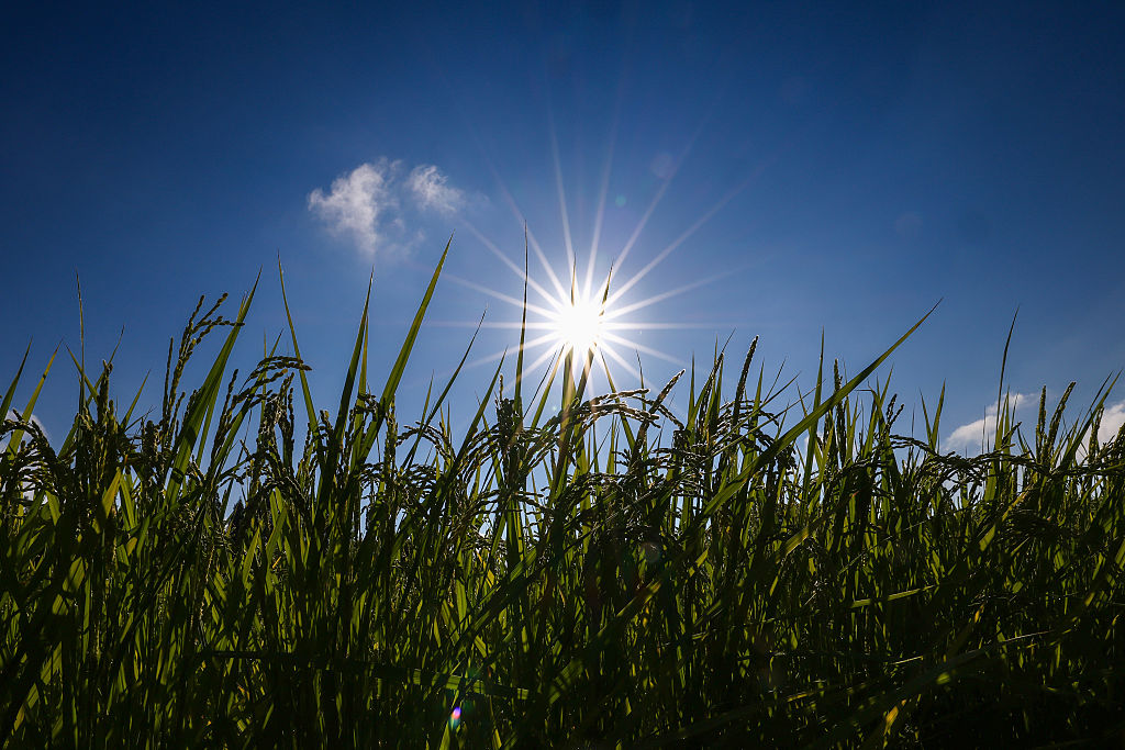 Japan sets record temperatures, worries mount over rice crops