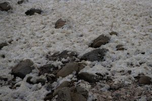 Toxic algae bloom off South Australia devastates marine life, tourism